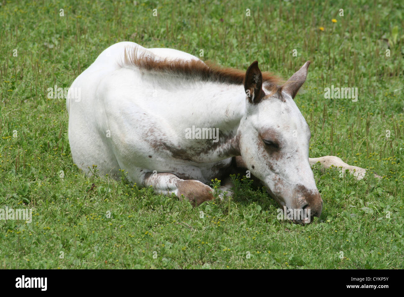 Appaloosa Fohlen liegend Stockfoto