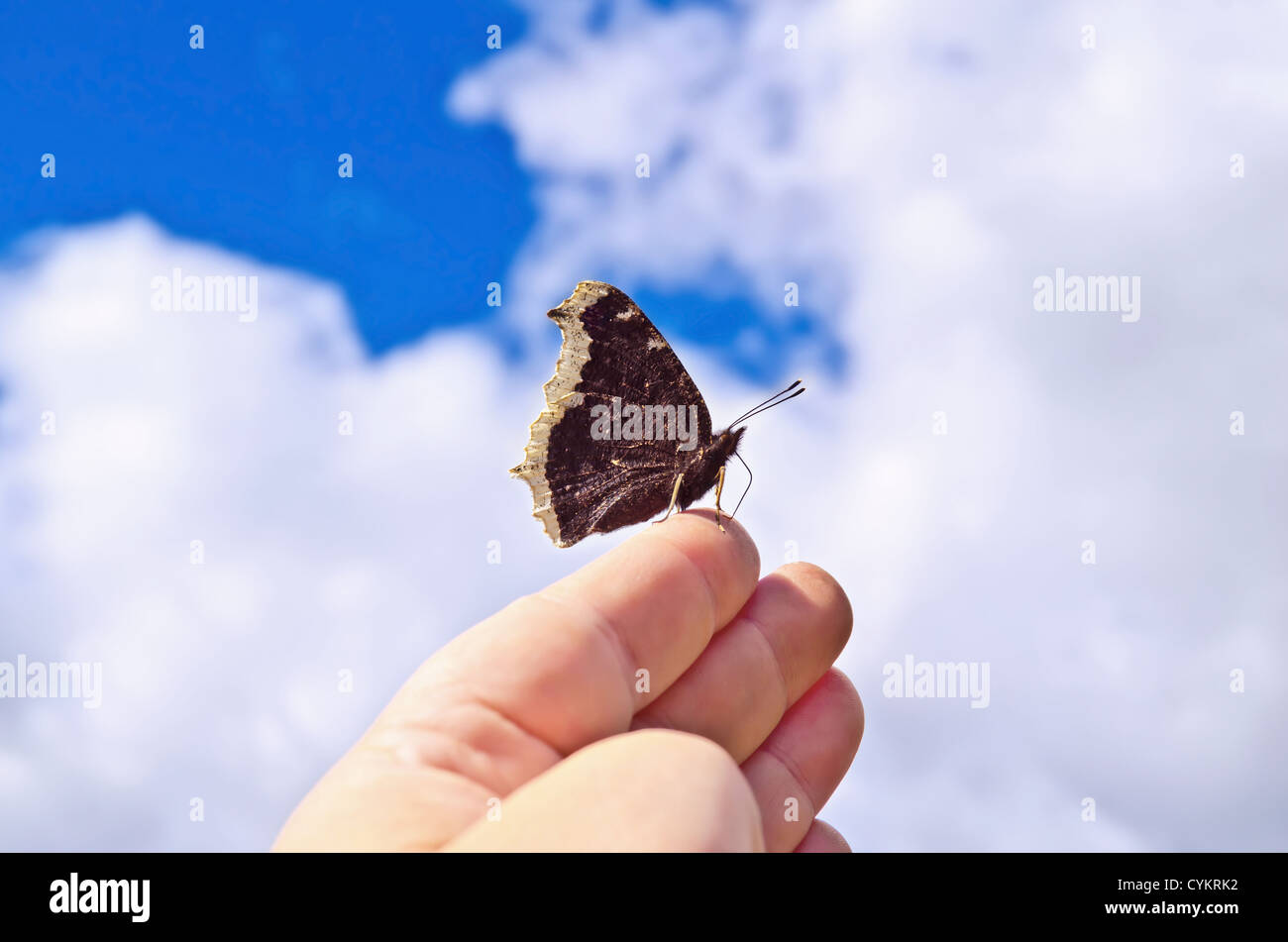 Brauner Schmetterling mit weißen Mustern auf den Flügeln gefaltet auf eine weibliche Hand auf einem Hintergrund von blauem Himmel und weißen Wolken Stockfoto