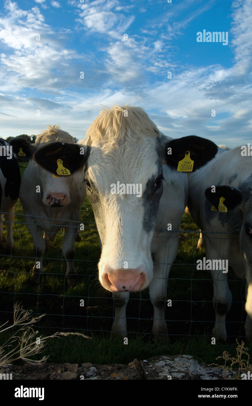 Nahaufnahme von Kuhmilch Gesicht im Feld Stockfoto