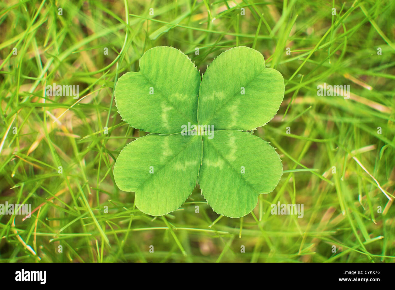 Nahaufnahme eines vierblättriges Kleeblatt Stockfoto