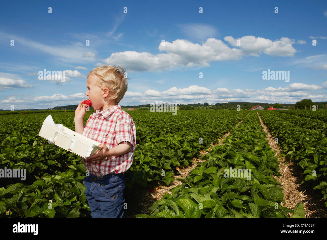 Junge, Essen Erdbeeren im Ernte-Feld Stockfoto