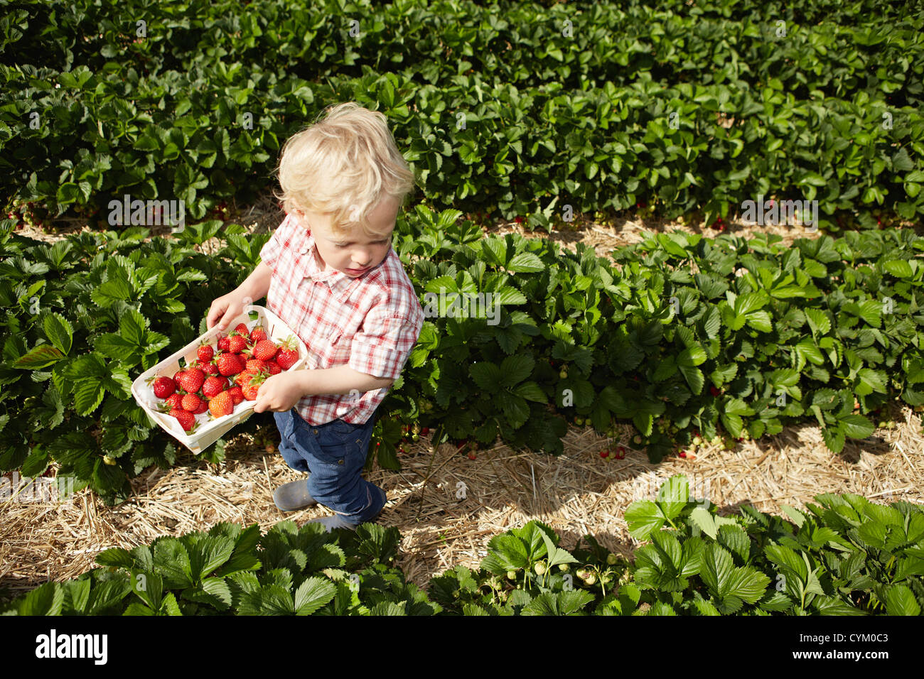 Junge pflücken Erdbeeren im Feld Stockfoto