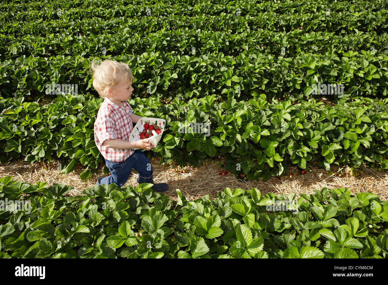 Junge pflücken Erdbeeren im Feld Stockfoto