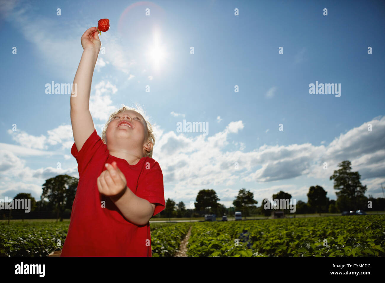 Junge halten Erdbeer im Feld Stockfoto