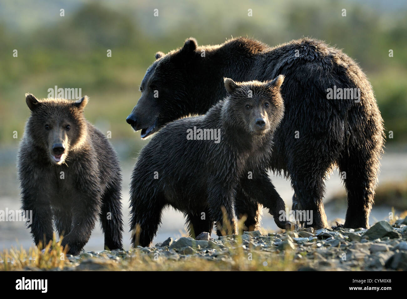 Grizzly Bär Mutter mit zwei jungen. Stockfoto