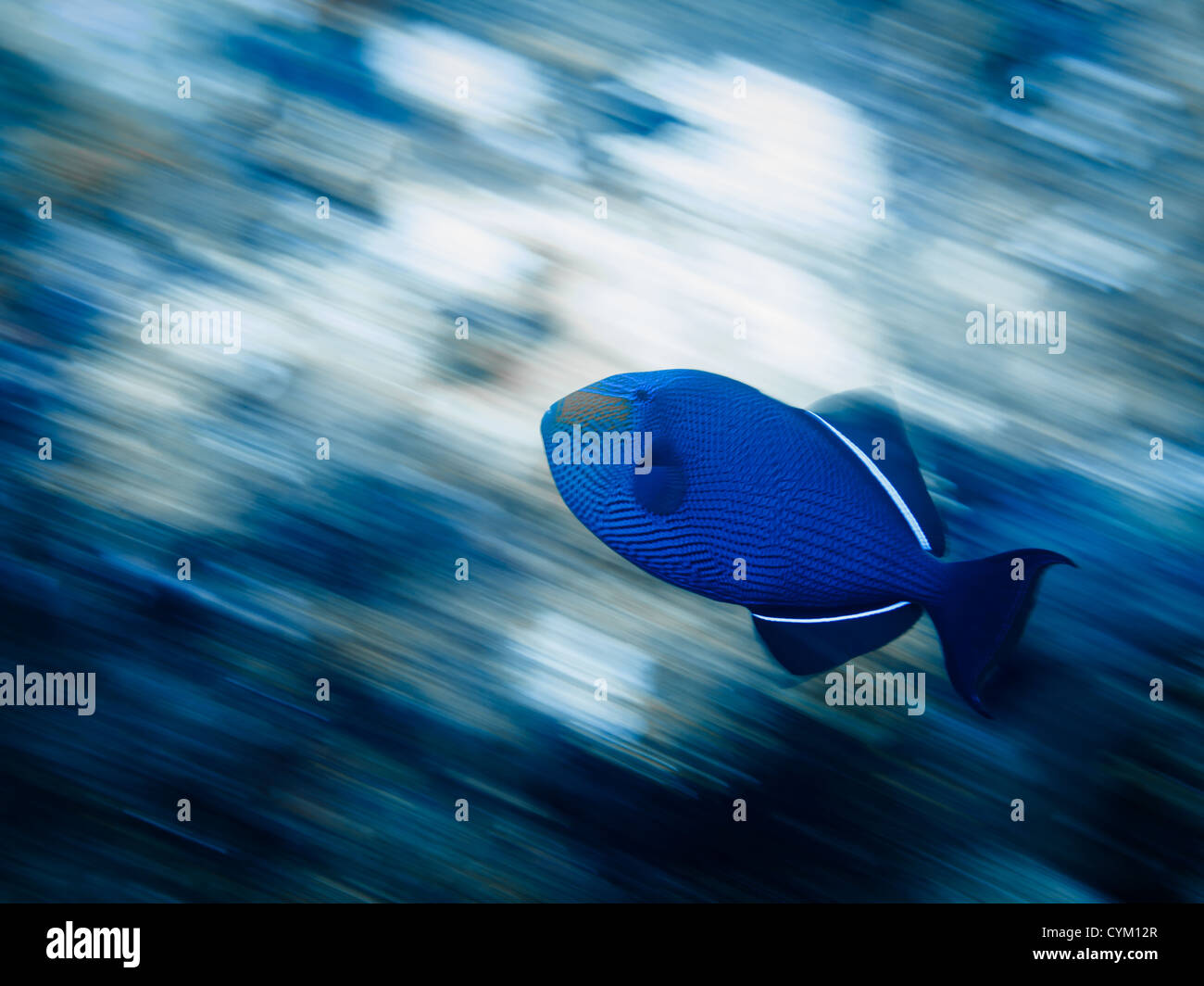 Bewegungsaufnahme von blauer Drückerfisch (Pseudobalistes Fuscus) am Korallenriff schwimmen. Stockfoto