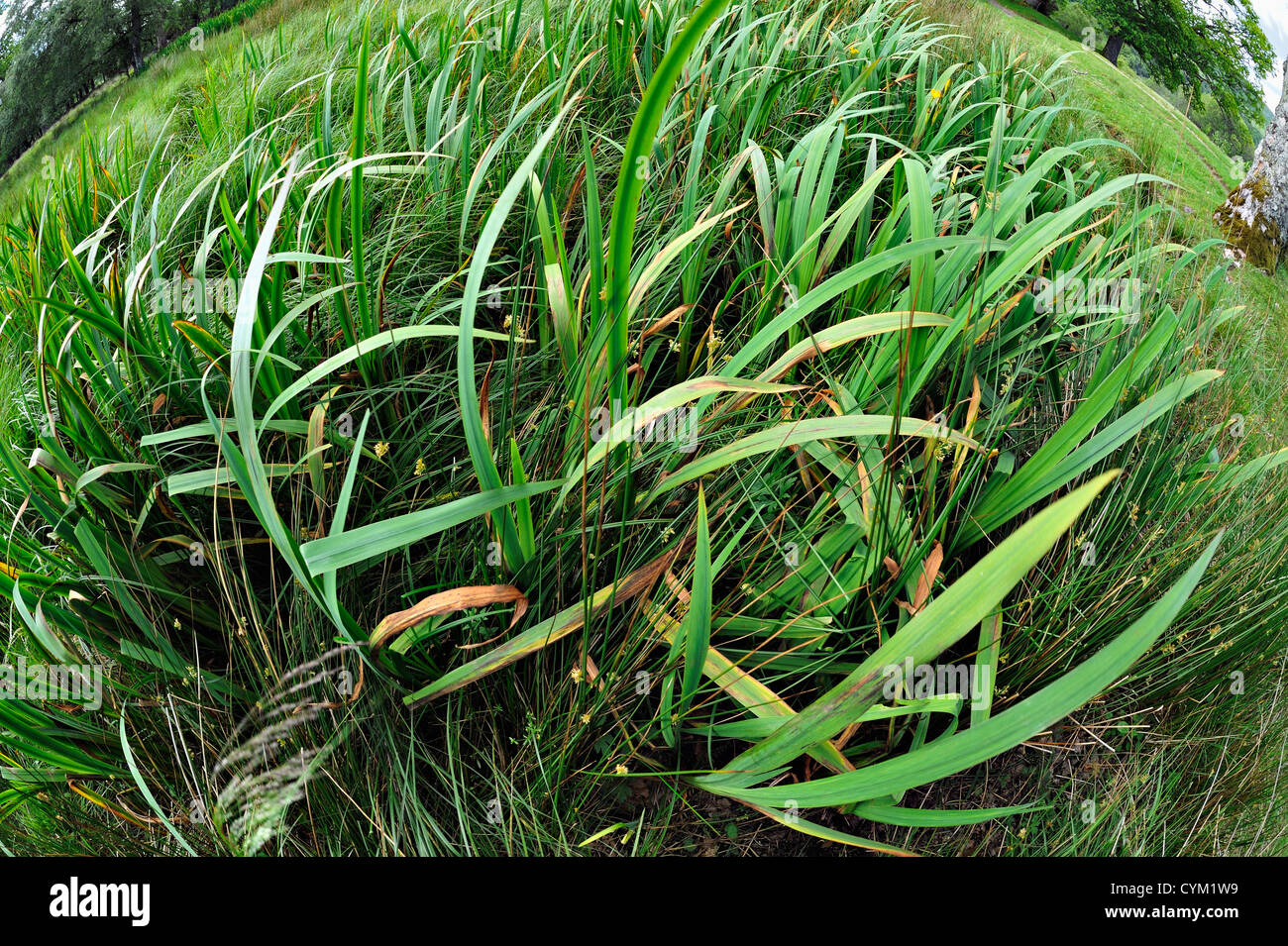 Fisheye Schuss Moorflächen mit dichten Iris Blättern und fernen Baumgrenze Stockfoto