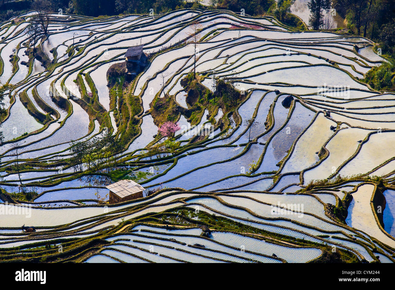 Reis-Terrassen in Yuanyang, Yunnan, China Stockfoto