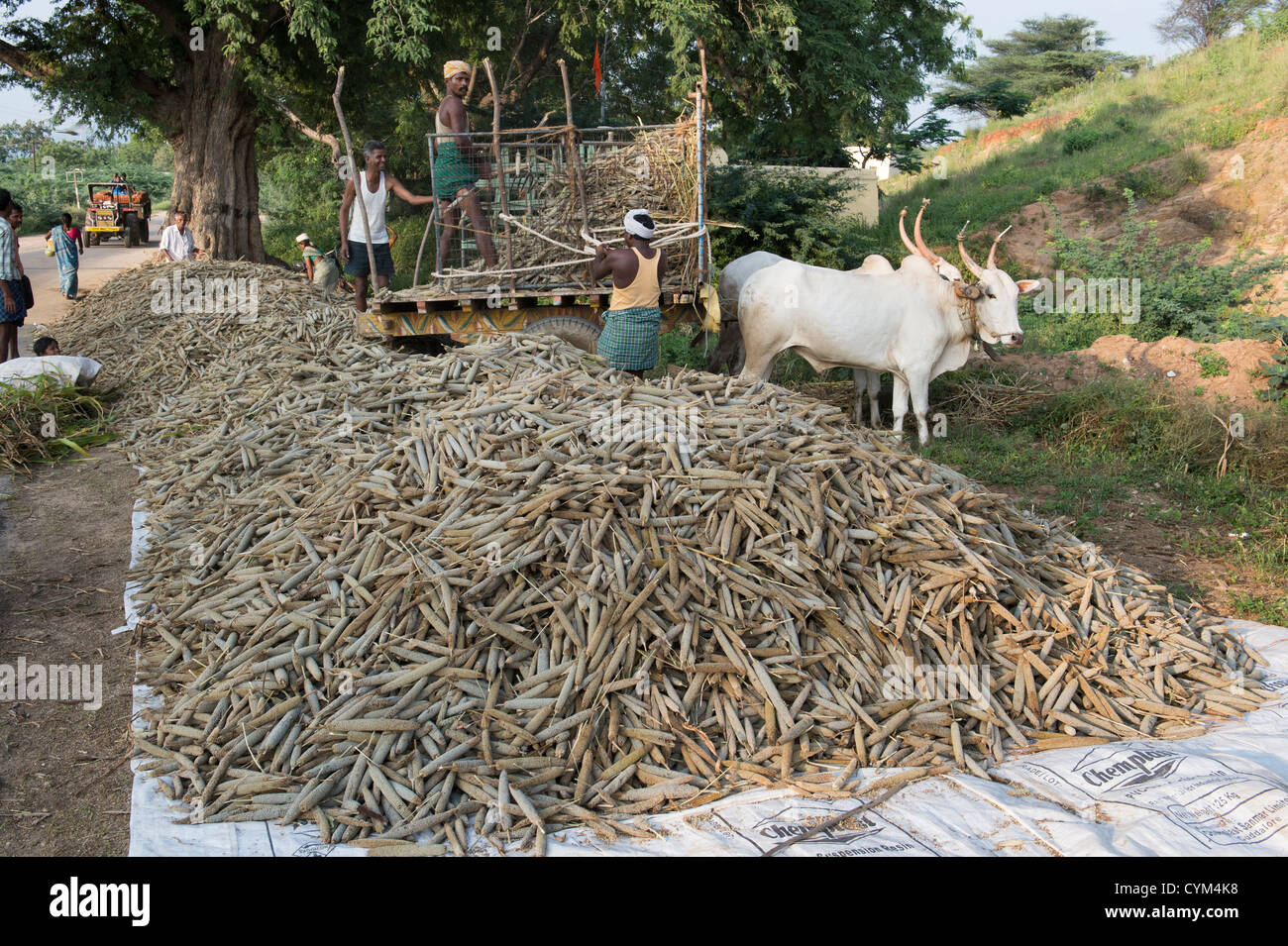 Indisches Dorf Bauern setzen Pearl millet Samenköpfe auf der Straße zum trocknen in der Sonne. Andhra Pradesh, Indien Stockfoto