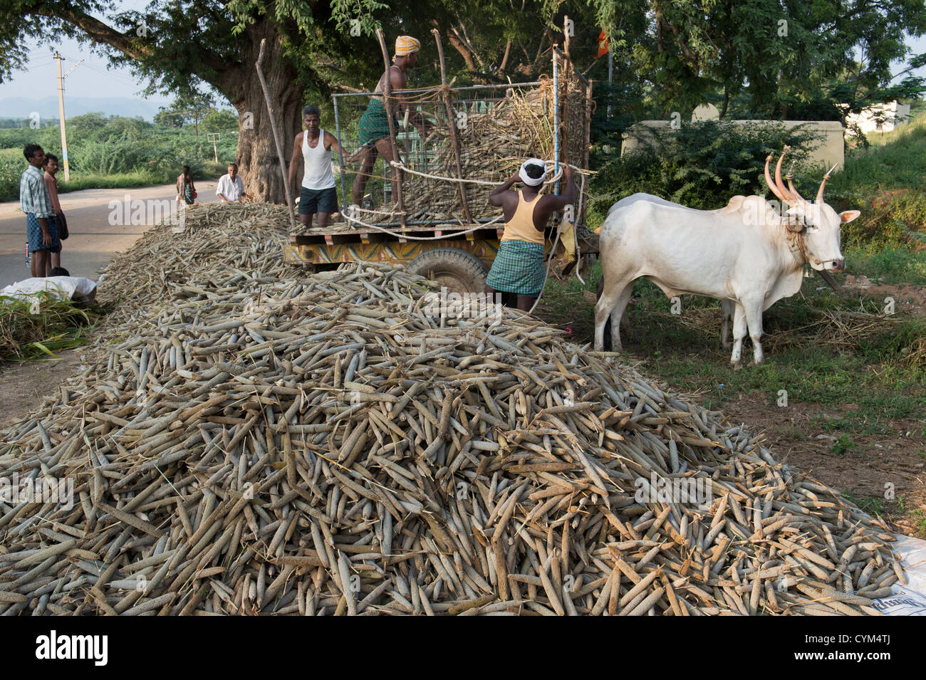 Indisches Dorf Bauern setzen Pearl millet Samenköpfe auf der Straße zum trocknen in der Sonne. Andhra Pradesh, Indien Stockfoto