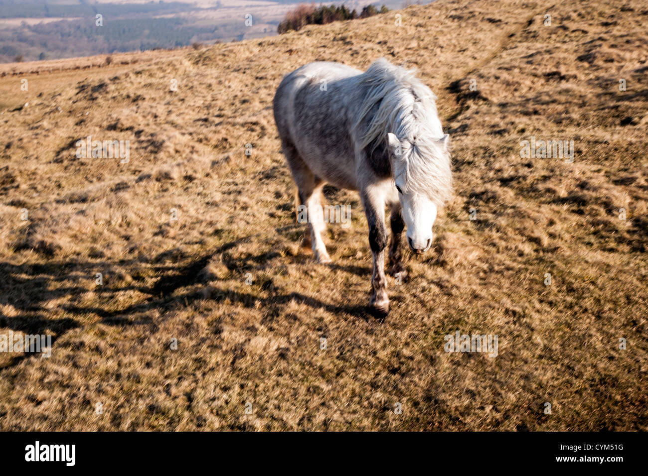 Welsh Mountain Pony Beweidung durch Carreg Cennen in der Nähe von Llandeilo am westlichen Rand des Nationalparks Brecon Beacons Stockfoto