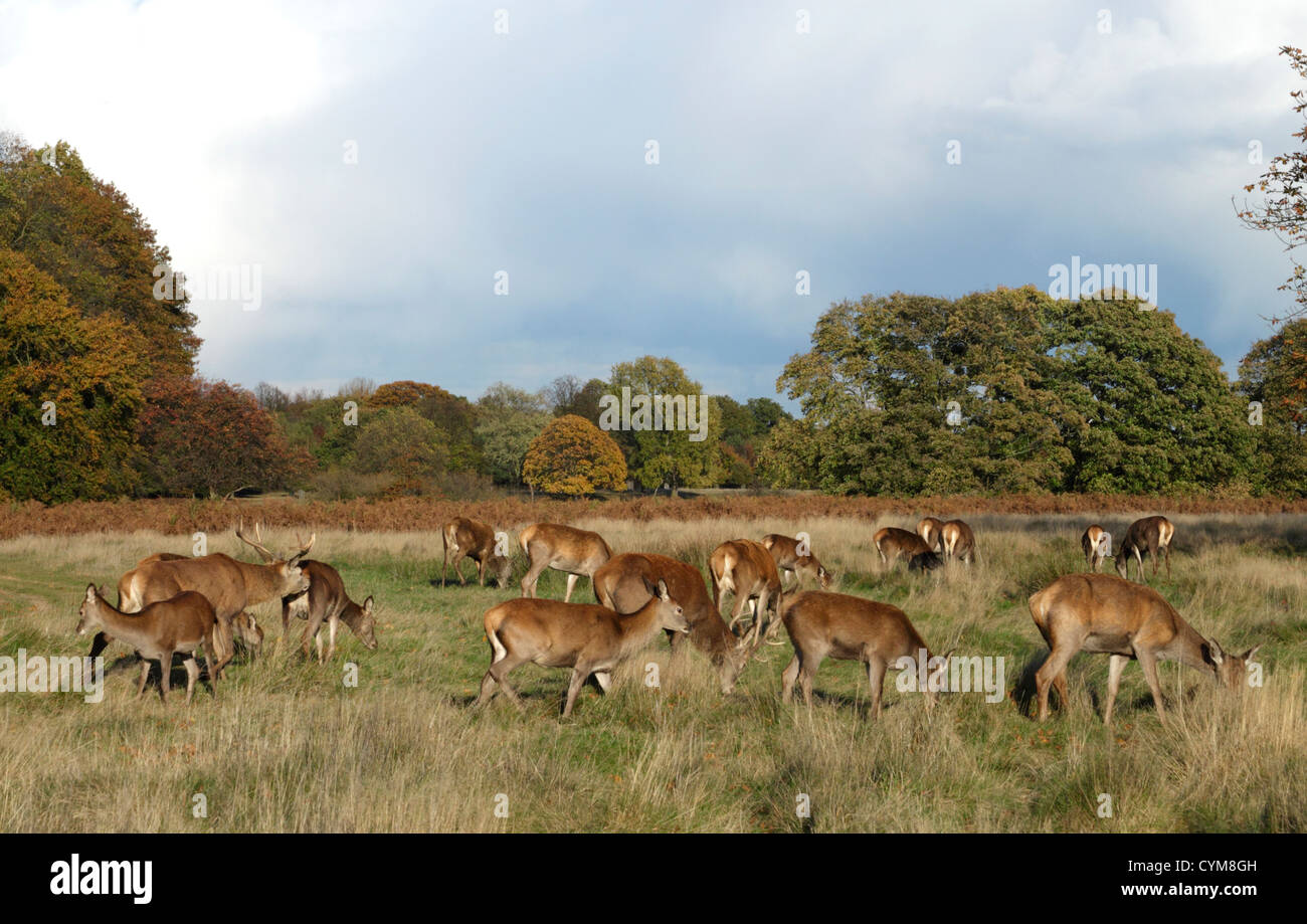 Rehe grasen im Richmond Park Surrey Stockfoto