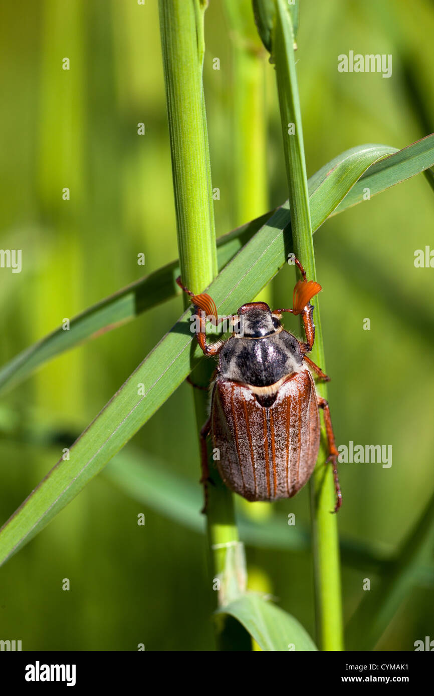 Maikäfer europäischen Maikäfer Melolontha melolontha Stockfoto
