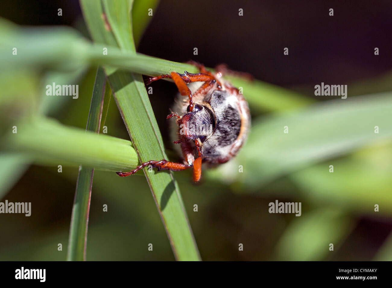 Maikäfer europäischen Maikäfer Melolontha melolontha Stockfoto
