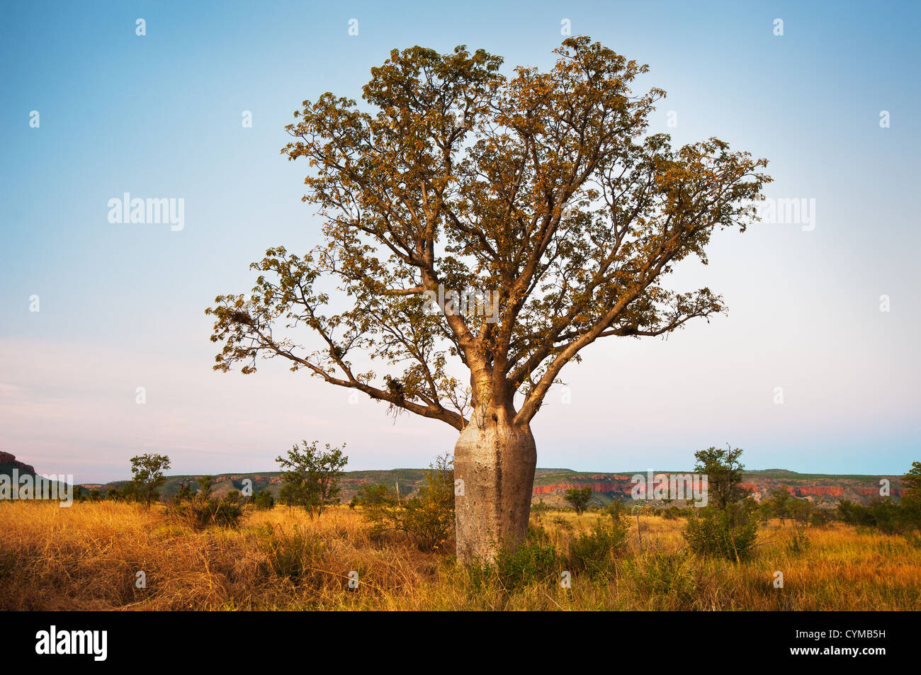 Großen Boab Baum im Abendrot in der Abenddämmerung. Stockfoto