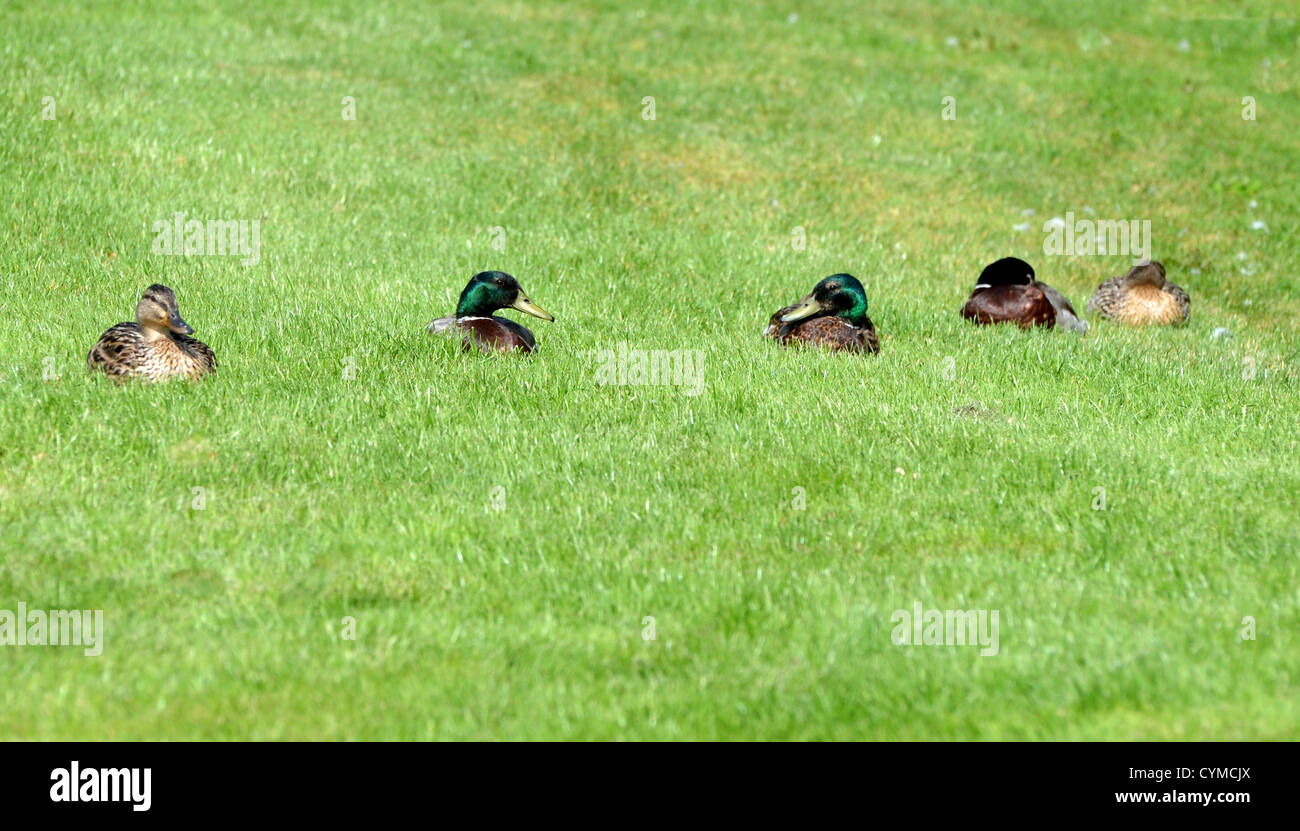 Stockente Enten in eine Zeilennummer 3260 Stockfoto