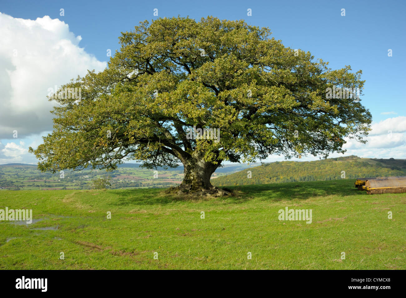 Gekappte Traubeneiche, Quercus petraea Stockfoto