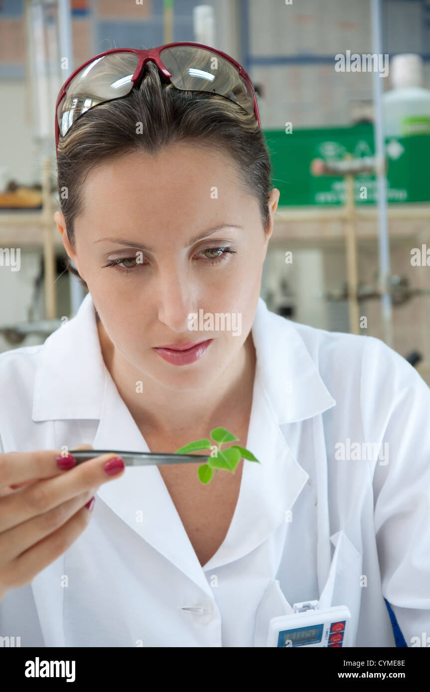 Wissenschaftler, die mit einem grünen Blatt in Zange Stockfoto