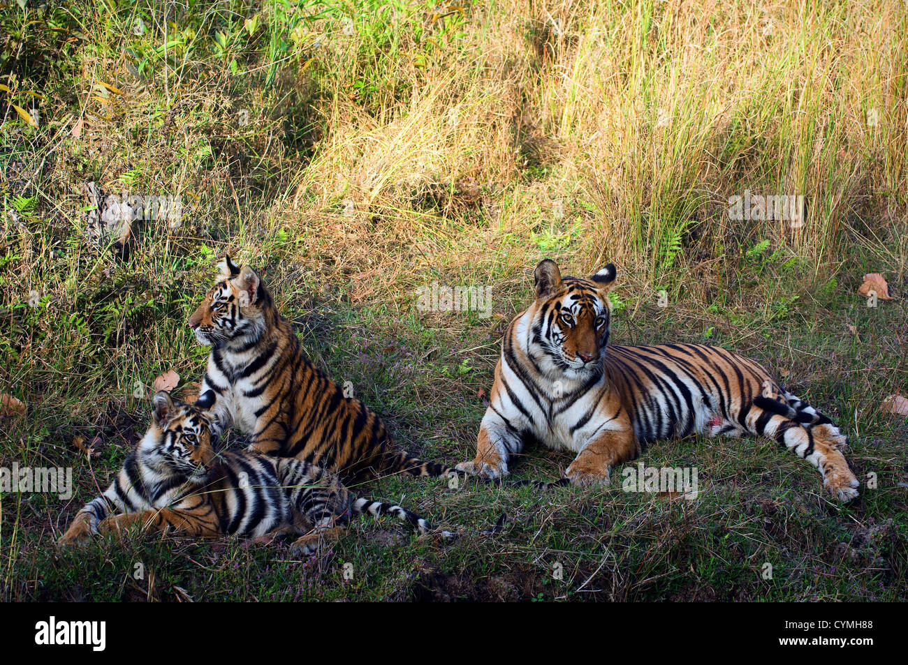 Tigerin mit jungen Stockfoto