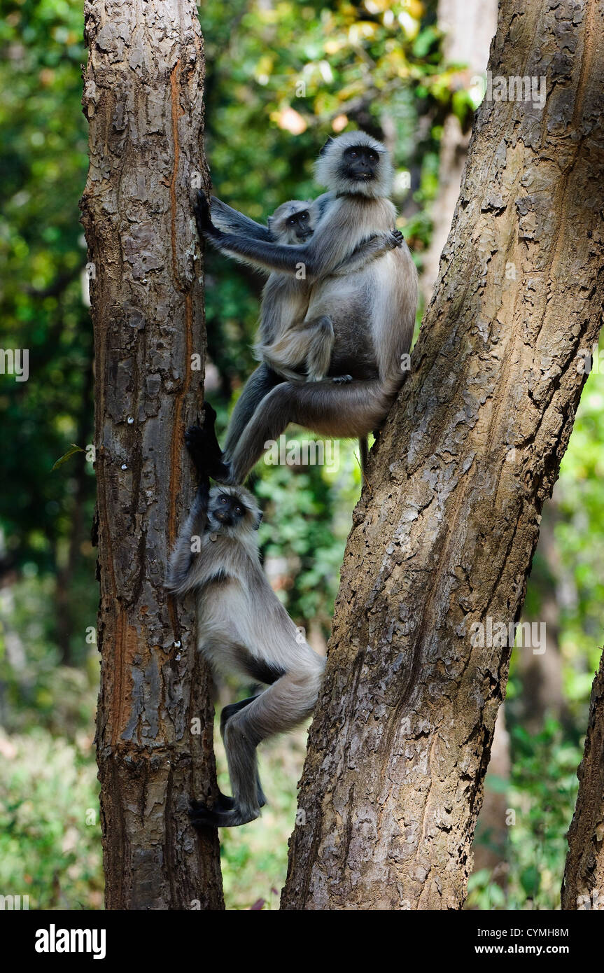 Familienfoto. Das Familienfoto Hanuman-Languren unter einem Baum. Indien. Graue Languren oder Hanuman Languren (Semnopithecus Entellus) Stockfoto