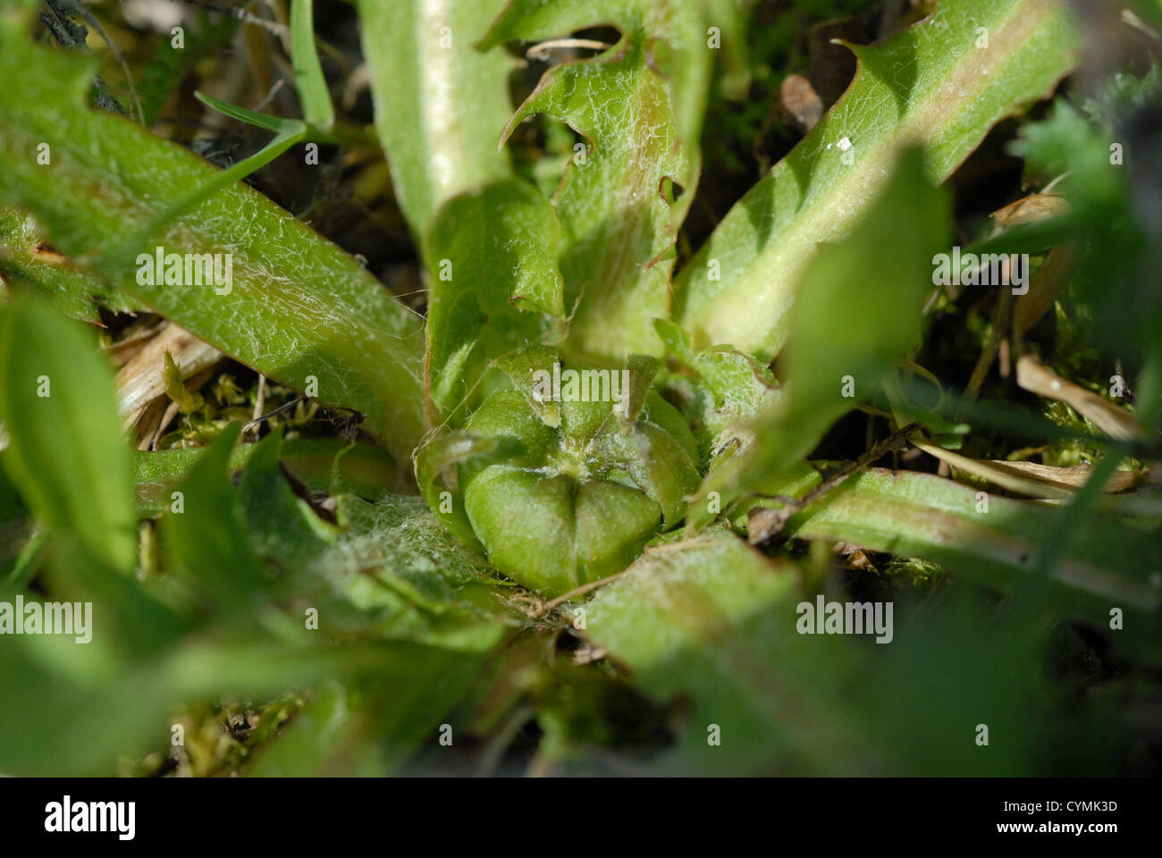 Löwenzahn. Stockfoto