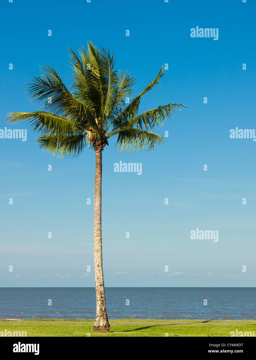 Ein einsamer Kokospalme auf einem tropischen Strand mit einem schönen blauen Himmel im Hintergrund. Stockfoto