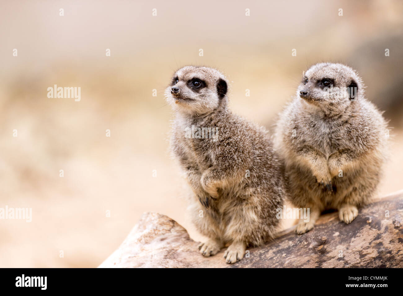 zwei Erdmännchen auf einem Ast Stockfoto