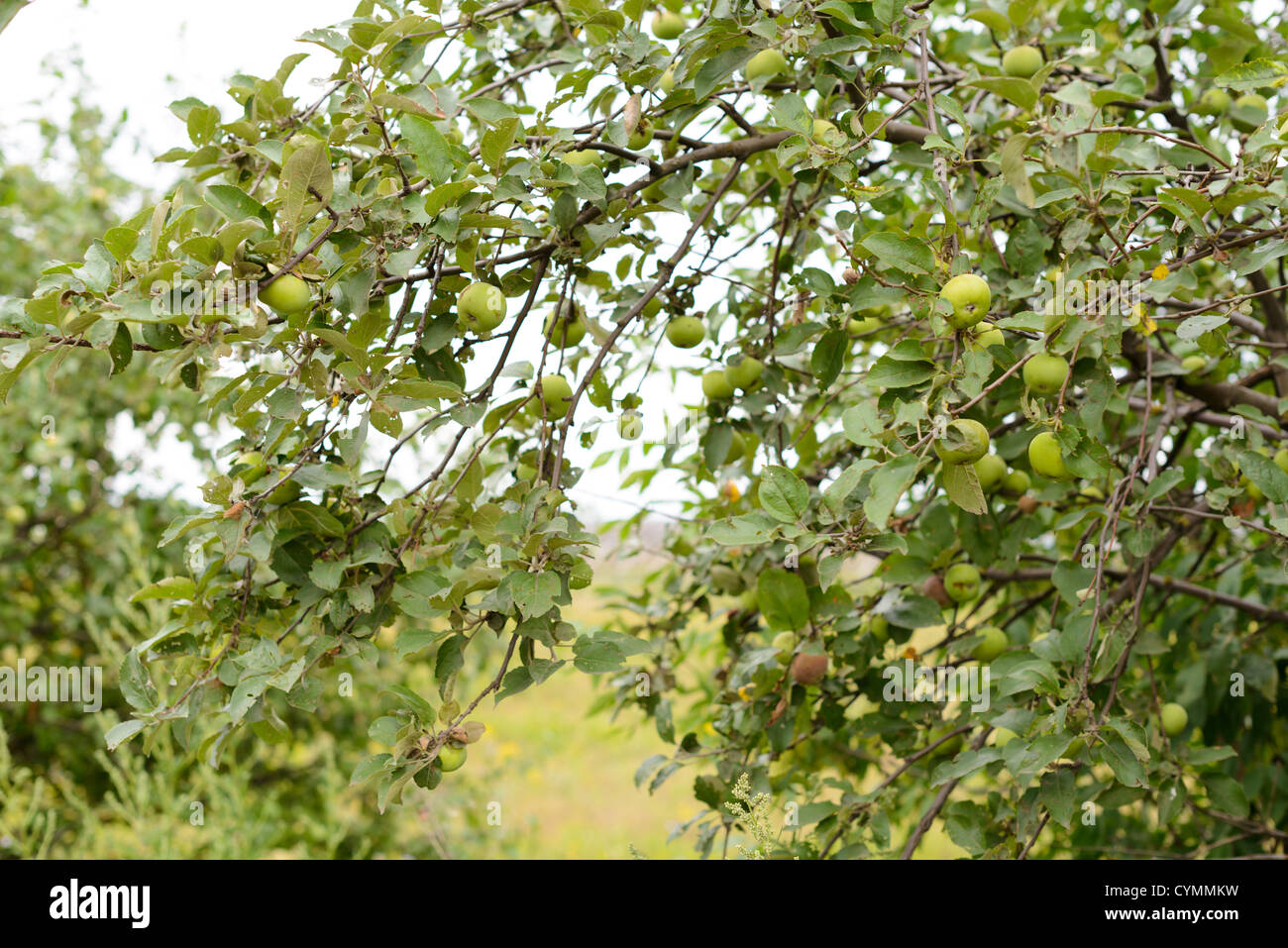 Russland Baum Grün Plavsk bewölkt Sommerlandschaft Stockfoto