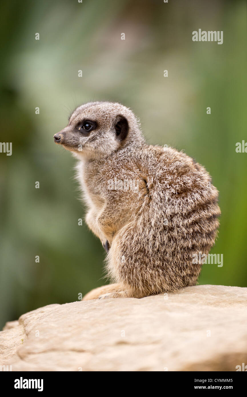 Erdmännchen Seitenansicht vor einem verschwommenen Hintergrund aus grünen Blättern Stockfoto