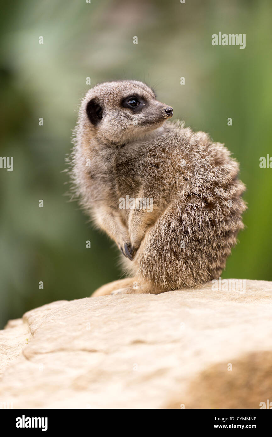 Erdmännchen Seitenansicht vor einem verschwommenen Hintergrund aus grünen Blättern Stockfoto