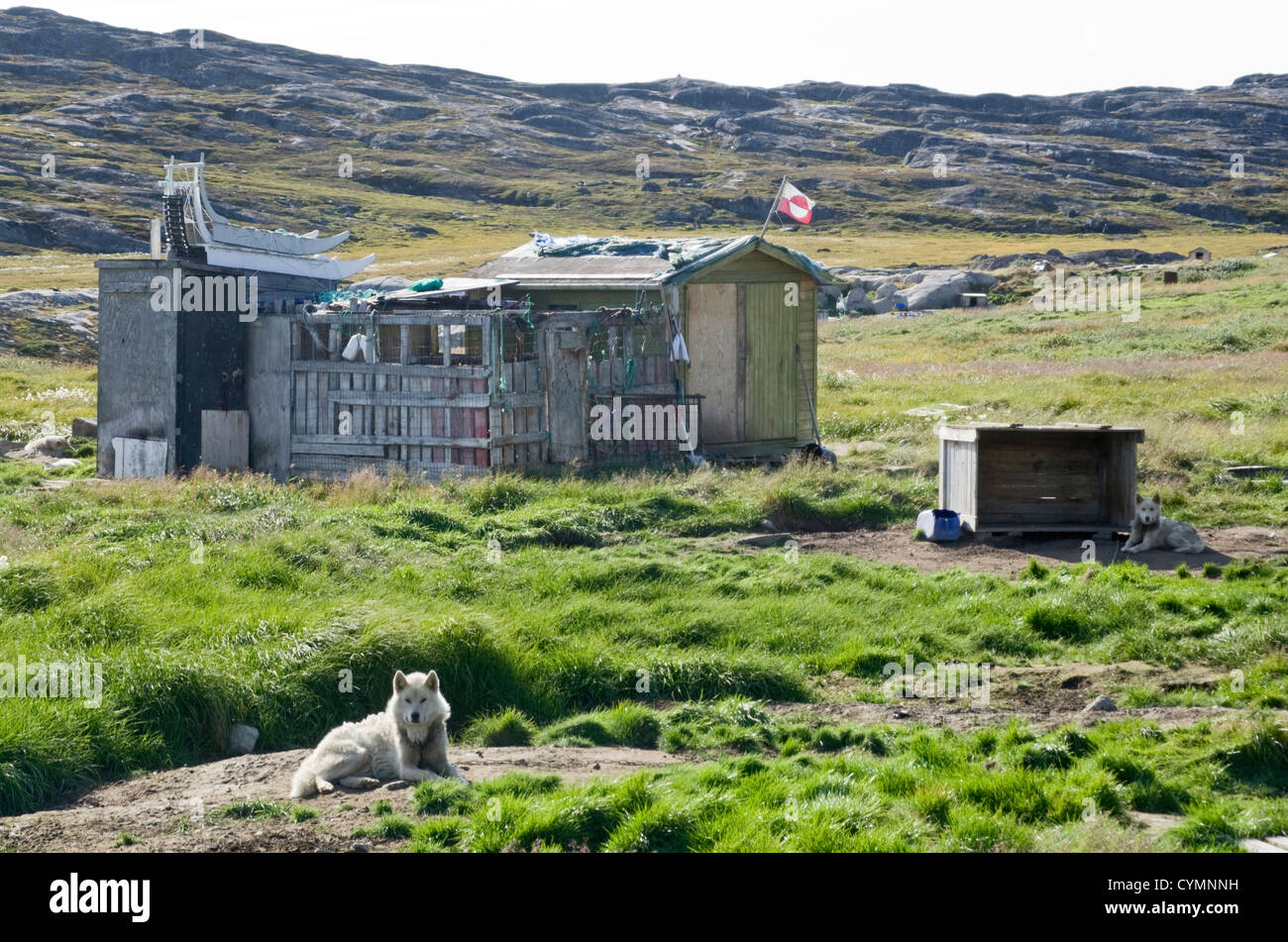 Husky vor Zwinger in der Nähe von Ilulissat, Diskobucht, SW-Grönland mit Schlitten auf Dach. Grönland-Flagge Stockfoto