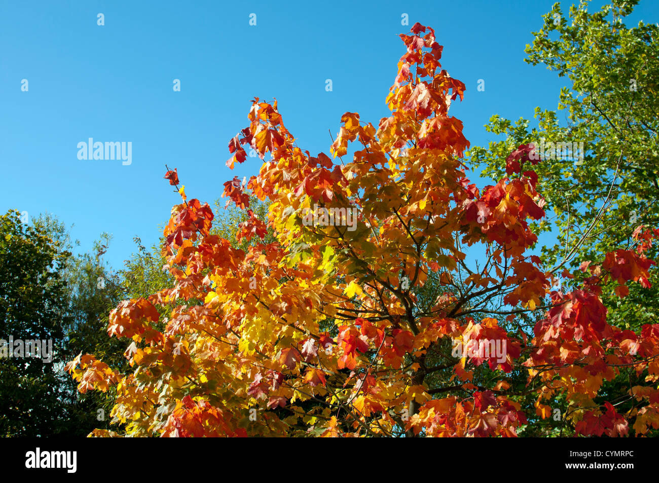 Im Zentrum der Stadt für Herbstfärbung gepflanzt Stockfoto