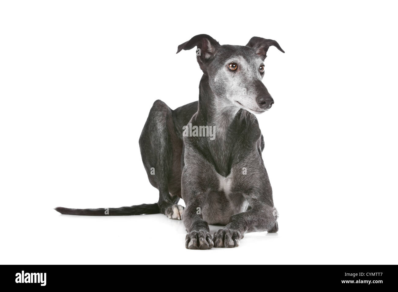 Alten Windhund vor einem weißen Hintergrund Stockfoto