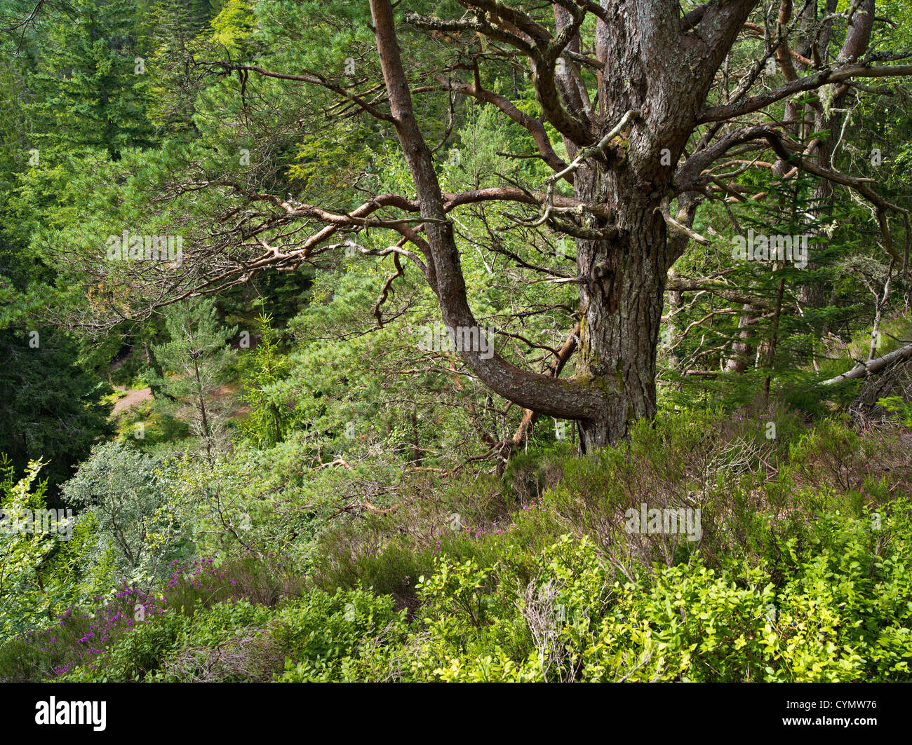 Bewaldete Schlucht oder Canyon am Raven es Rock, Sutherland, Schottland Stockfoto