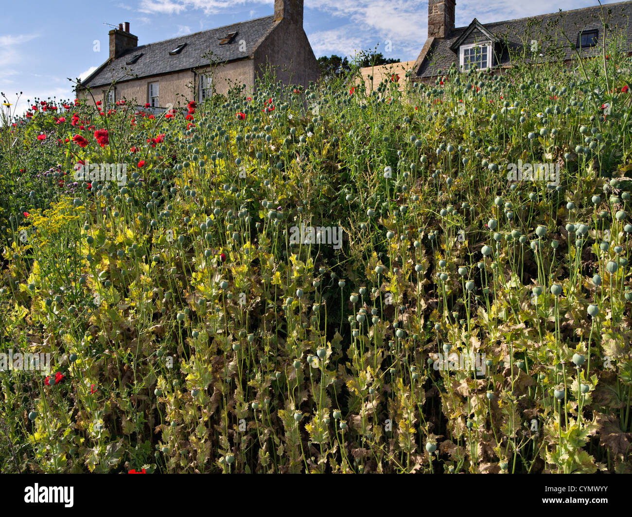 Bewachsenen Ufer des Mohn mit Häusern hinter in Little Ferry, Sutherland, Schottland Stockfoto