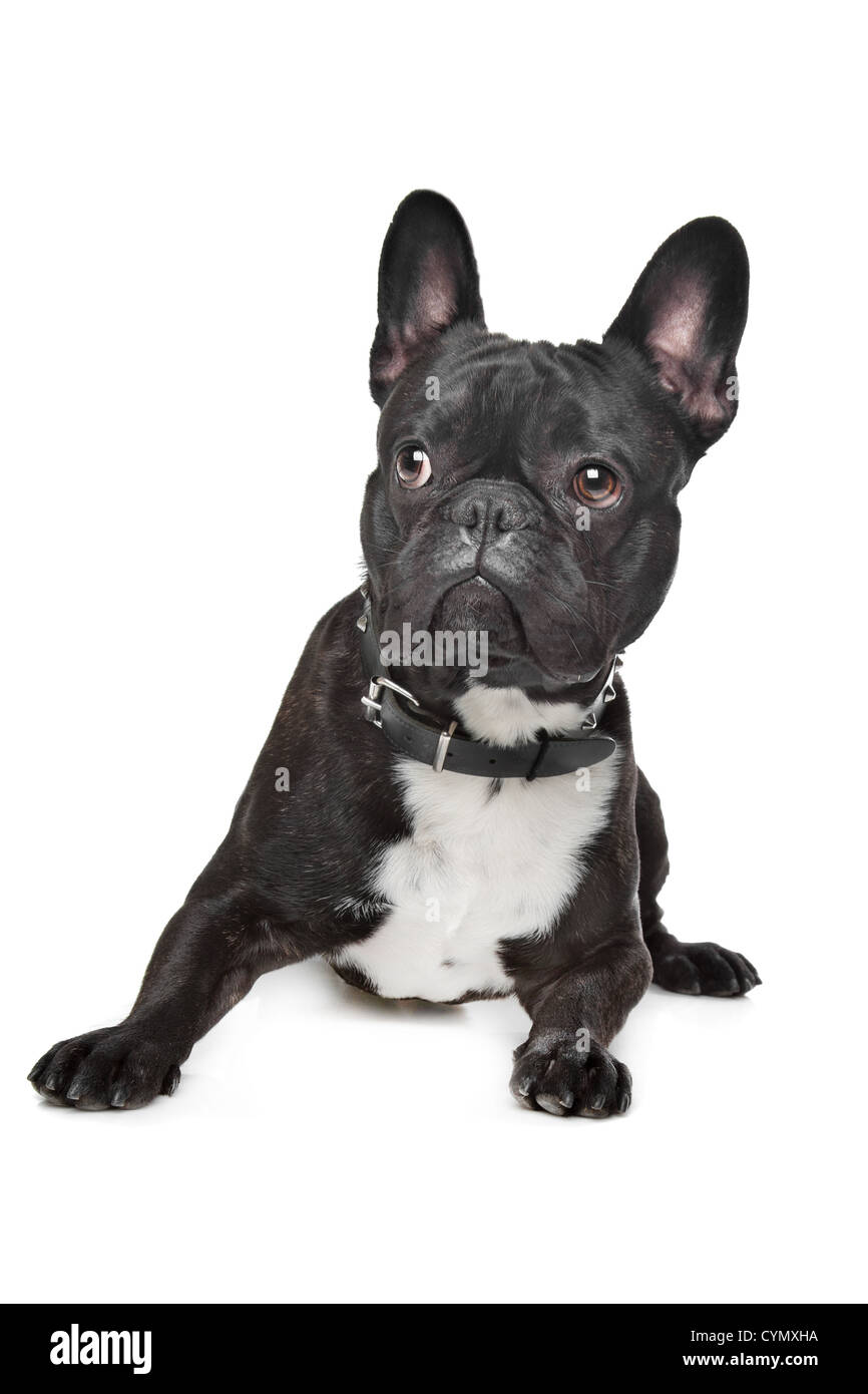 Schwarz / weiß französische Bulldogge vor weiß Stockfoto