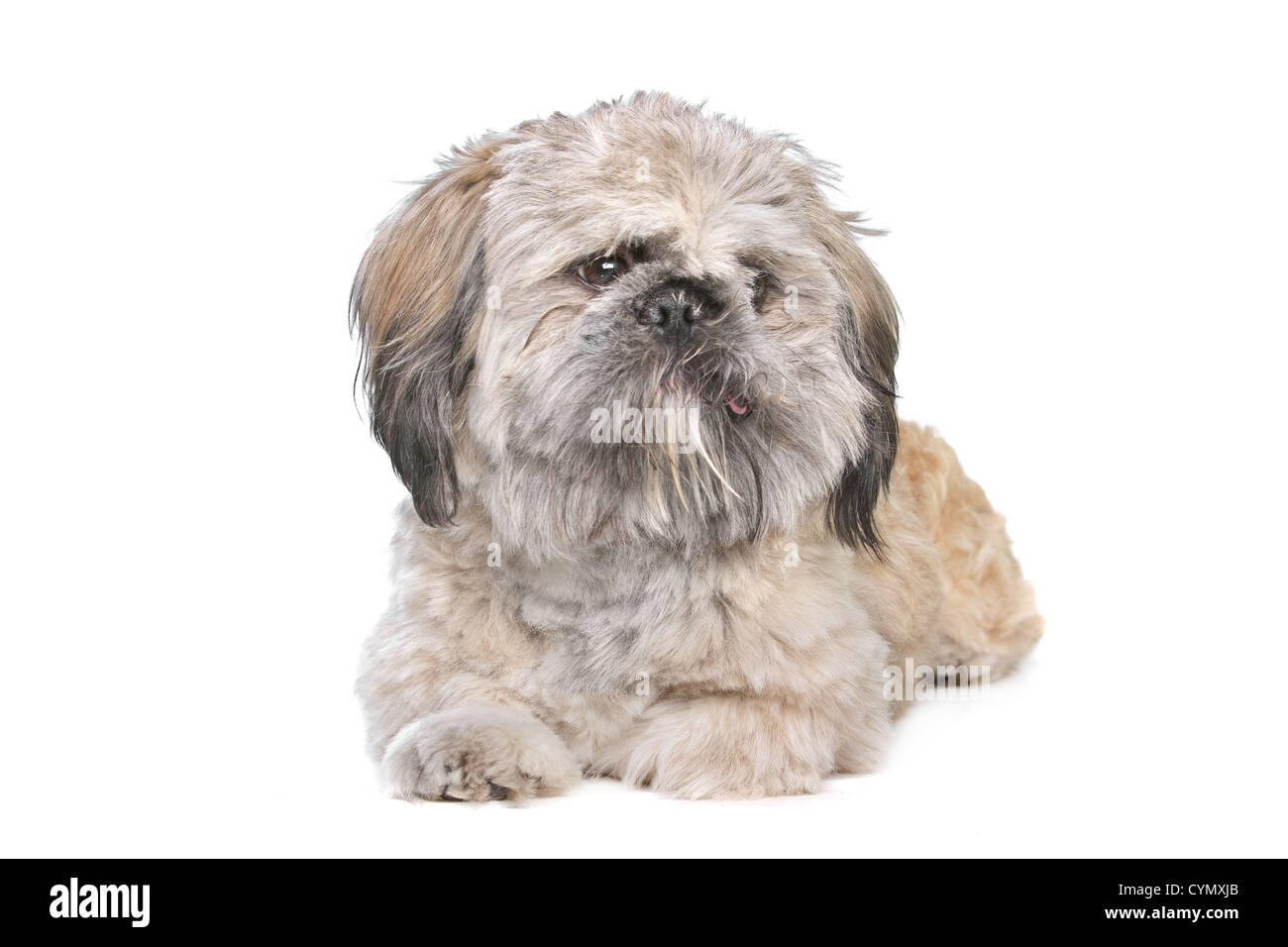 Mischling eines Shih Tzu und Pekingese Hund Stockfotografie - Alamy