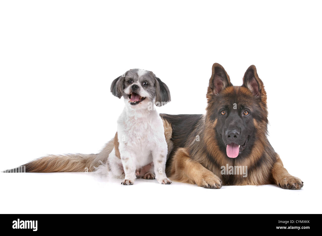 Deutscher Schäferhund und ein Mischling Hund vor einem weißen Hintergrund Stockfoto