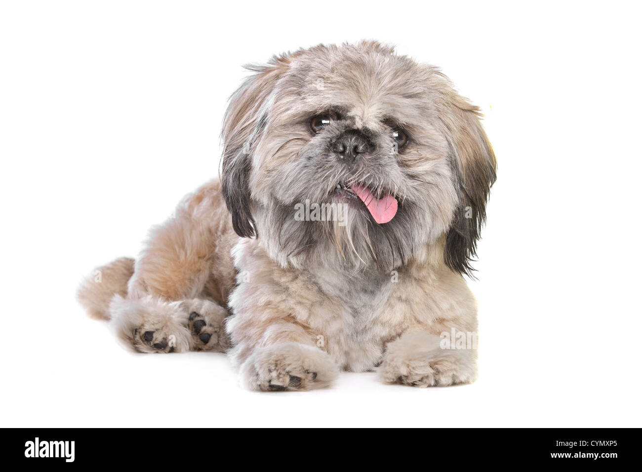 Mischling eines Shih Tzu und Pekingese Hund Stockfotografie - Alamy