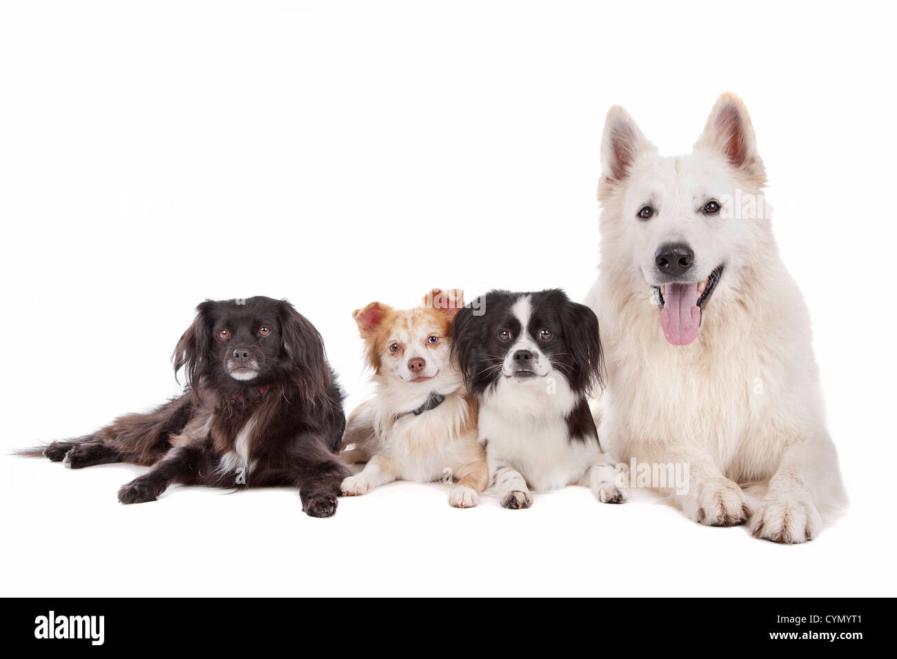 Weißer Schweizer Schäferhund und Baum Mischling Hunde vor einem weißen Hintergrund Stockfoto