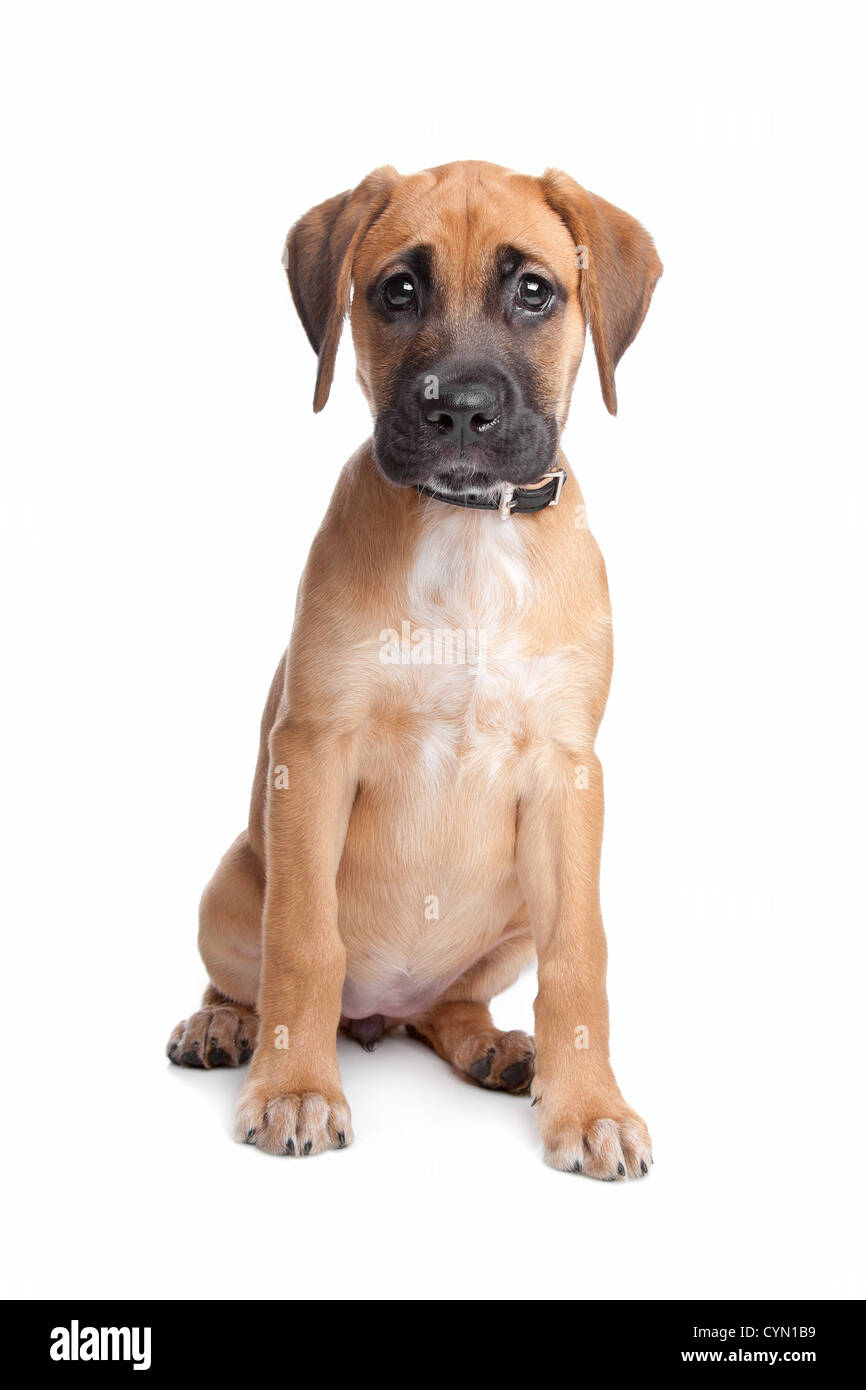 Mischling Welpe. ein Boxer und ein Labrador Mix Stockfotografie - Alamy