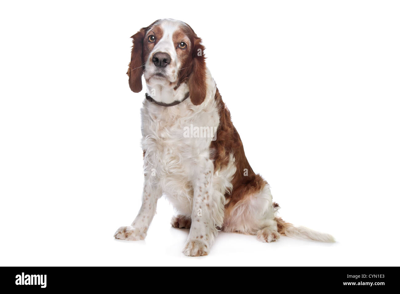 Welsh Springer Spaniel vor einem weißen Hintergrund Stockfoto