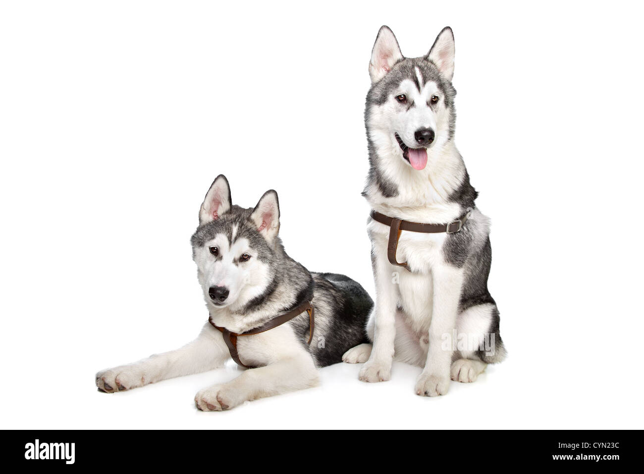 zwei Siberian Husky Welpen vor einem weißen Hintergrund Stockfoto