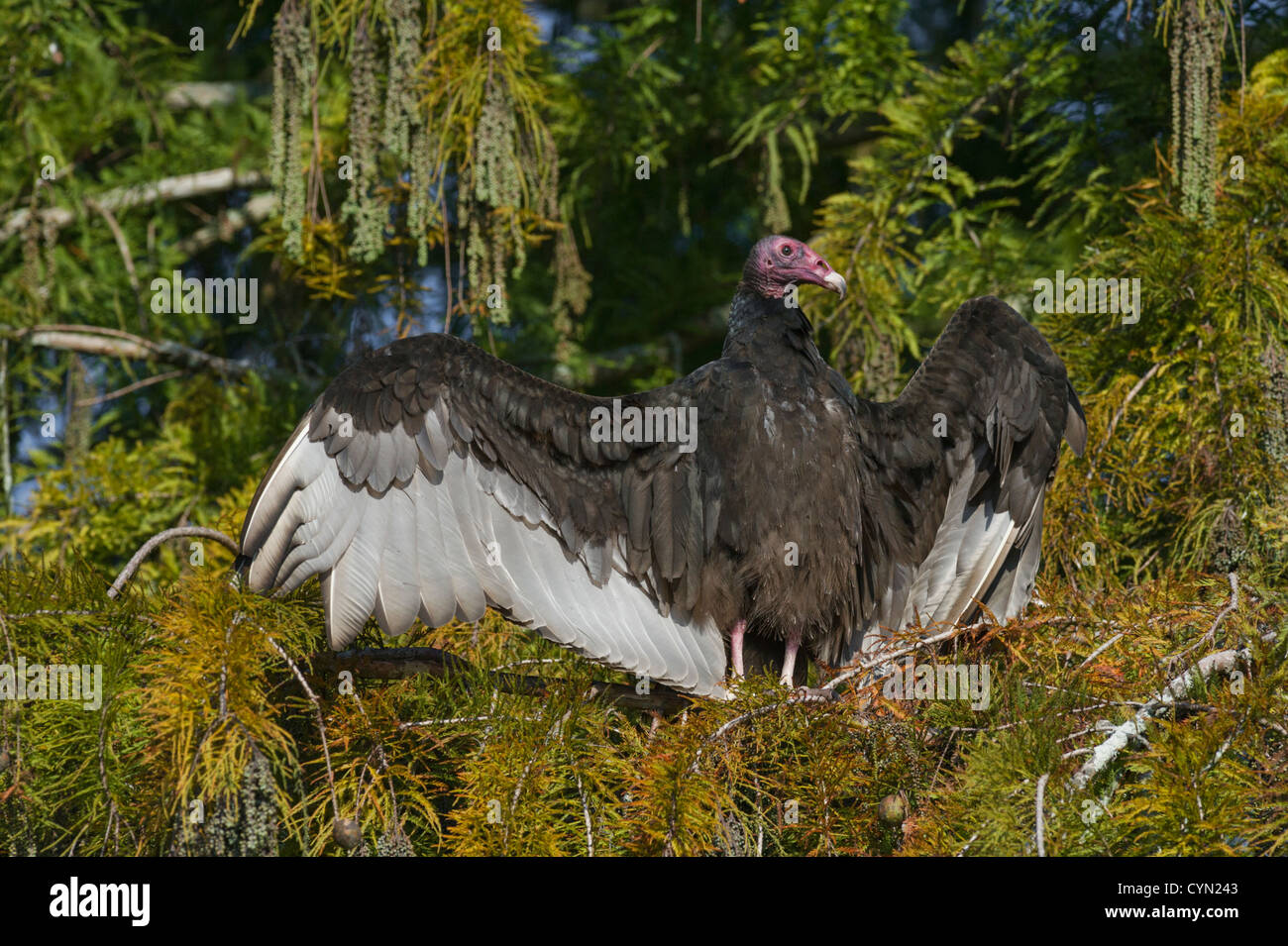 Florida Türkei Geier in eine Zypresse mit Flügeln verteilt Sonnen in den frühen Morgenstunden in Lake County Florida USA Stockfoto