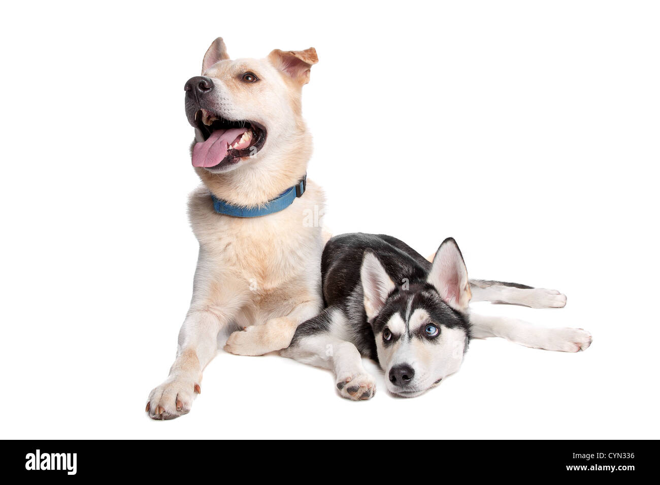 Schäferhund, golden Retr und Husky, American Indian Dog mix Stockfoto