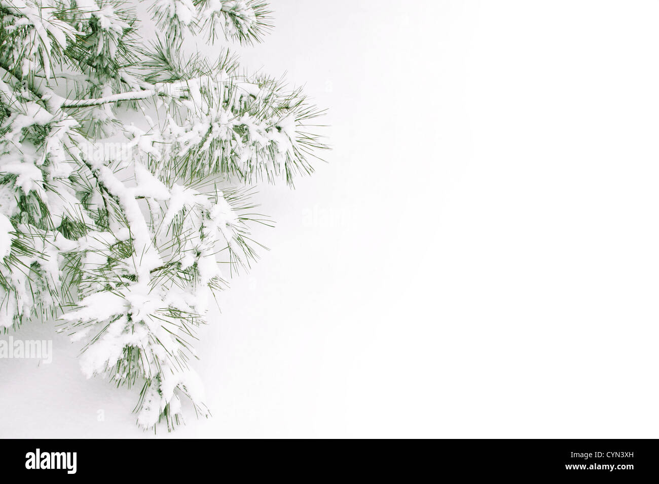 Schneebedeckte branch Stockfoto