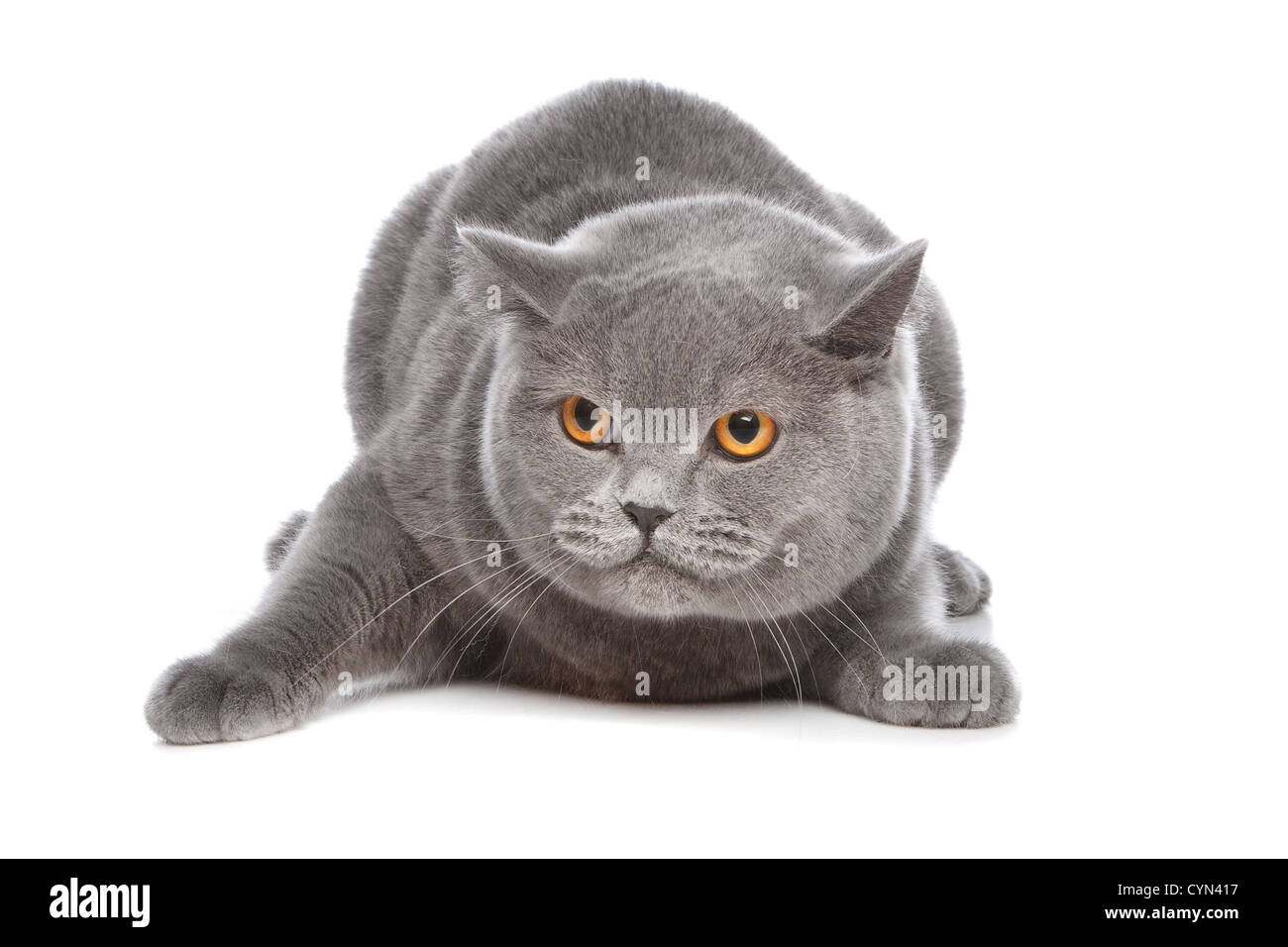 blaue Britisch Kurzhaar Katze vor einem weißen Hintergrund Stockfoto blaue Britisch Kurzhaar Katze vor einem weißen Hintergrund Stockfoto