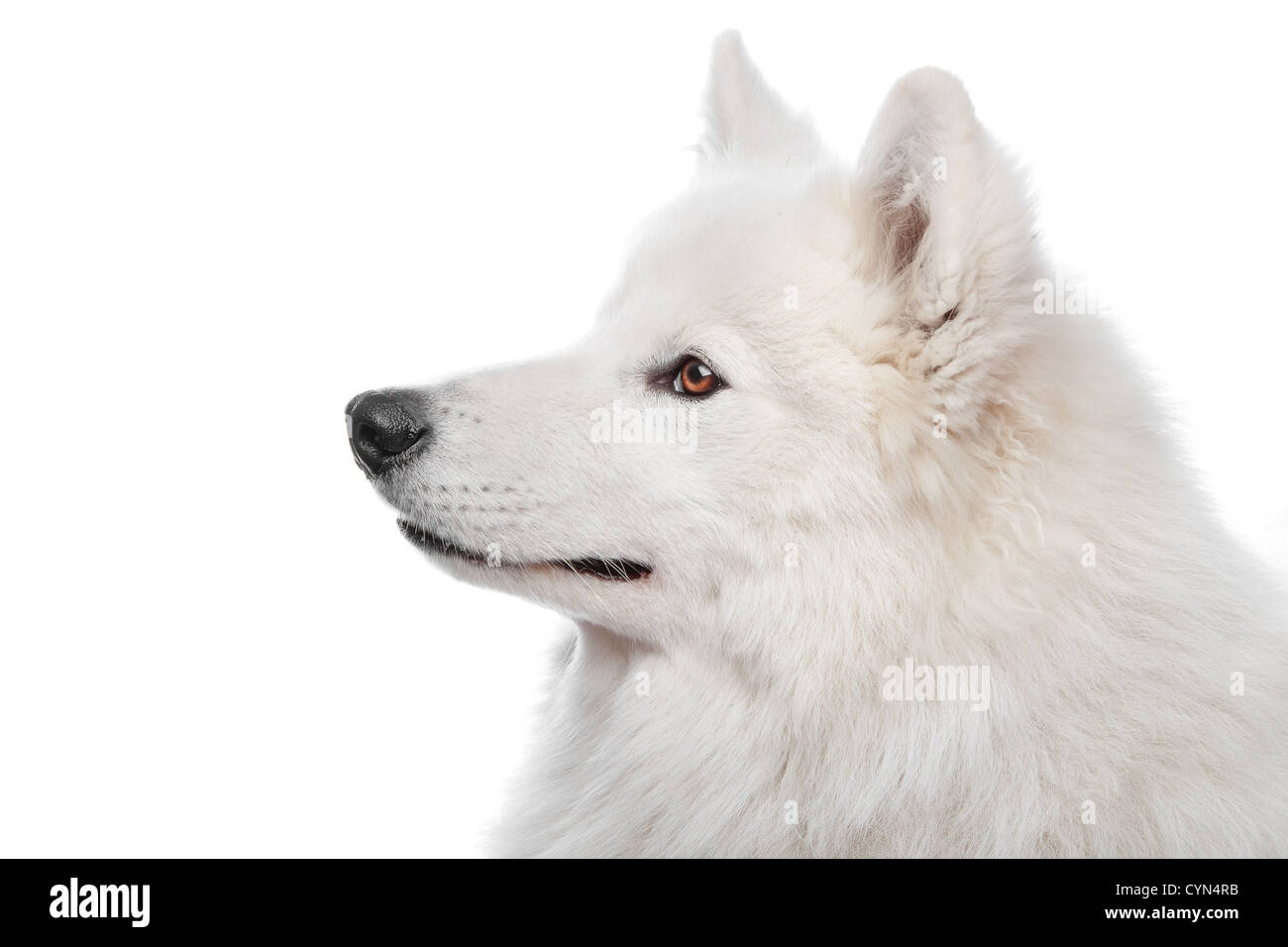 Samoyed Hund vor einem weißen Hintergrund Stockfoto