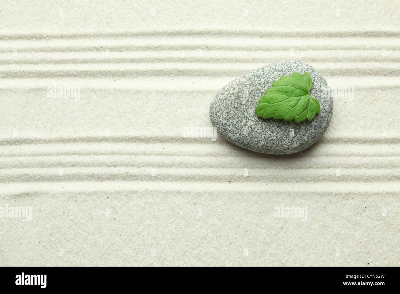 Grünes Blatt auf Felsen im Sand Stockfoto