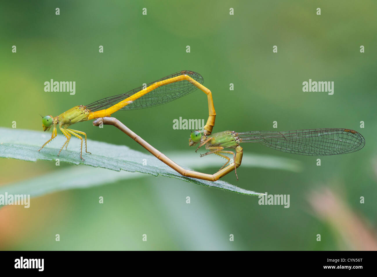Ceriagrion coromandelianum. Coromandel Marsh Dart damselflies Paaren auf einer Pflanze Blatt in der indischen Landschaft Stockfoto